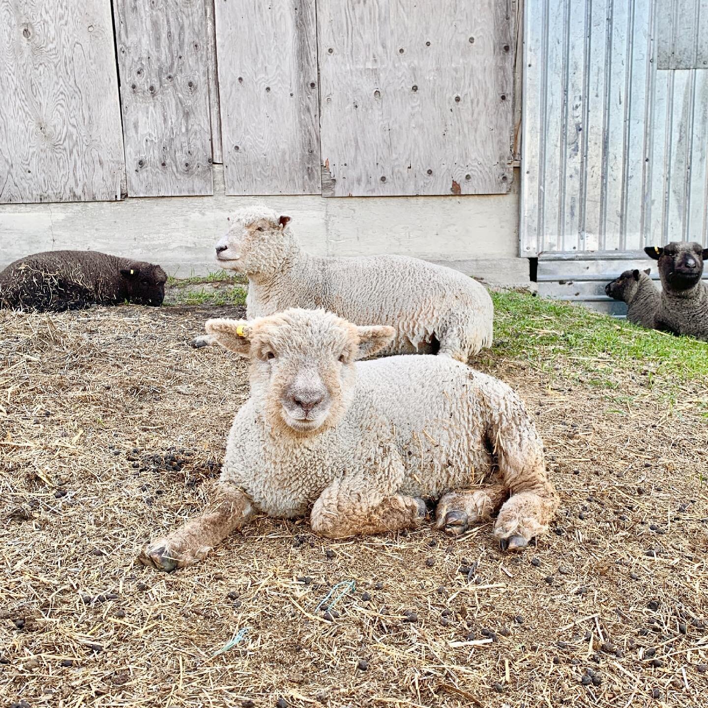 My spring born lambs are getting so big! My original 5 ewes were bred for spring lambs. I had the opportunity to purchase 10 more Babydolls right around Christmas and I jumped at the chance!  So my next breeding group is due middle to end of June.  C