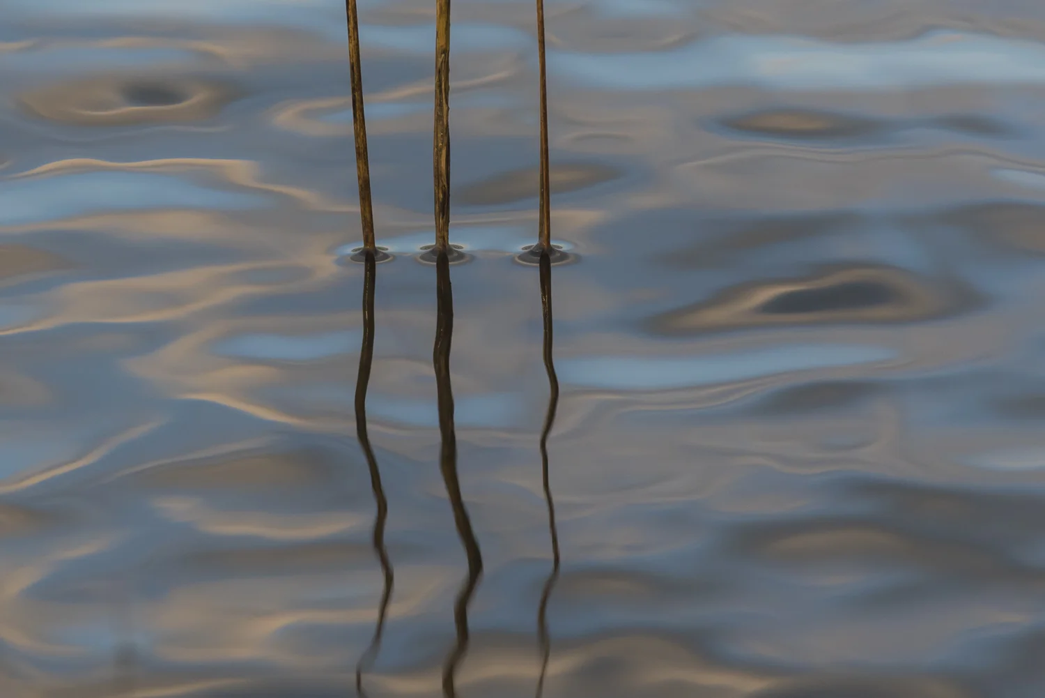 Three stalks of Spartina grass reflecting with the early morning clouds. A horizontal perspective. M1215-3-3125