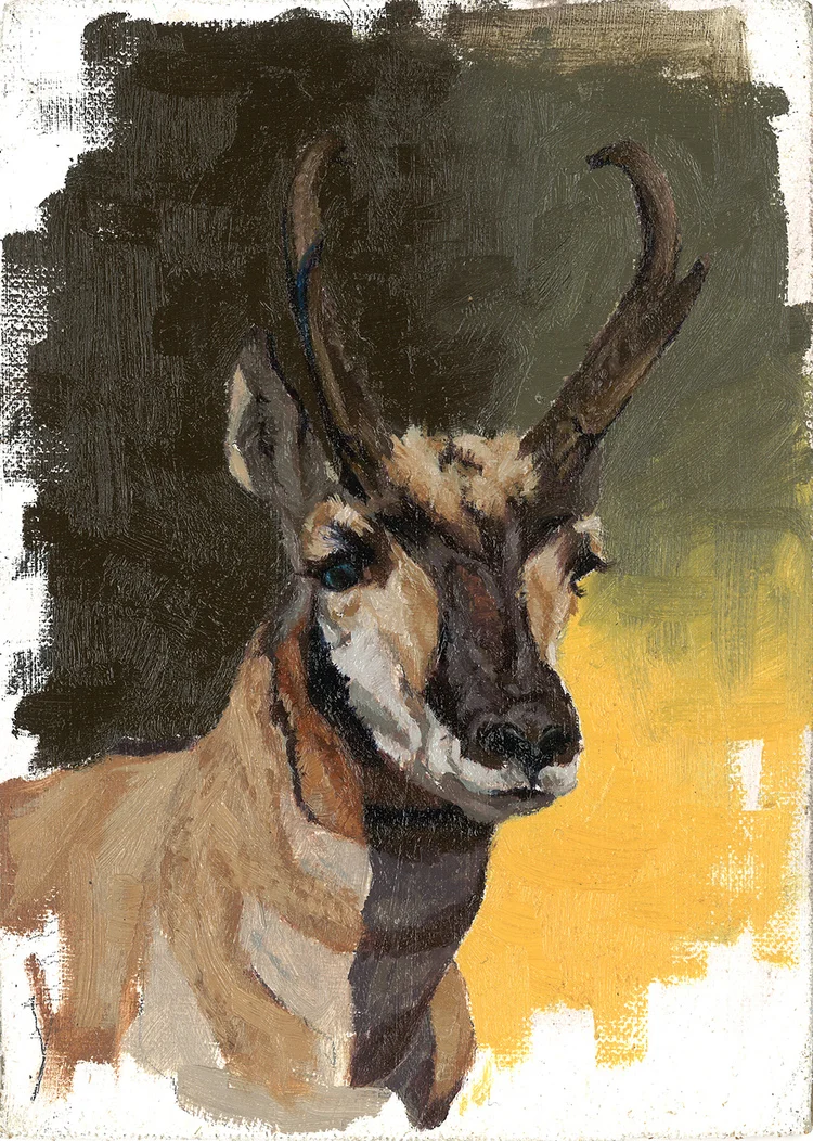 Little Pronghorn (Sold)