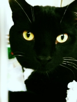 CATEXAMPLE.jpeg