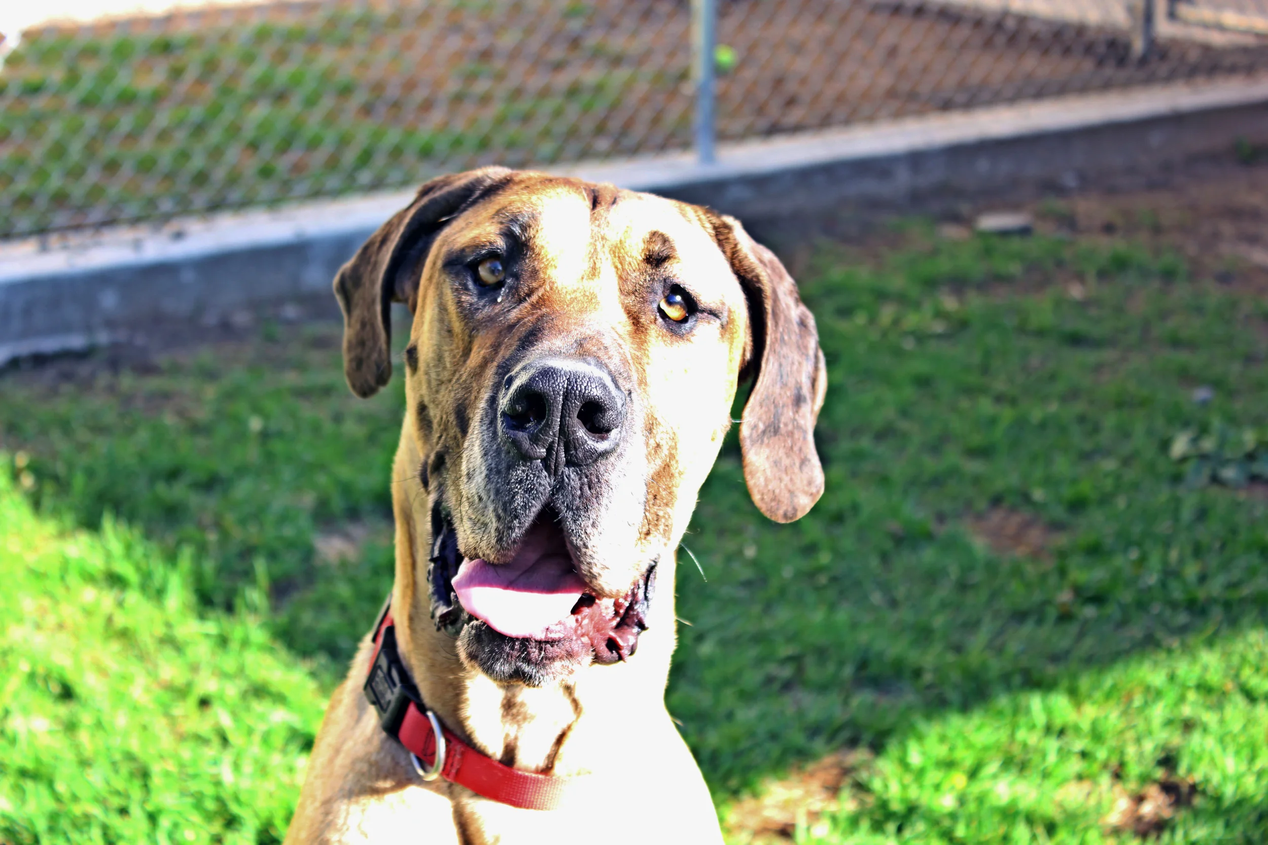 Boone was picked up and turned in by Bylaw Enforcement as a lost dog and was never claimed. Boone was successfully adopted and is now in a happy loving forever home! 