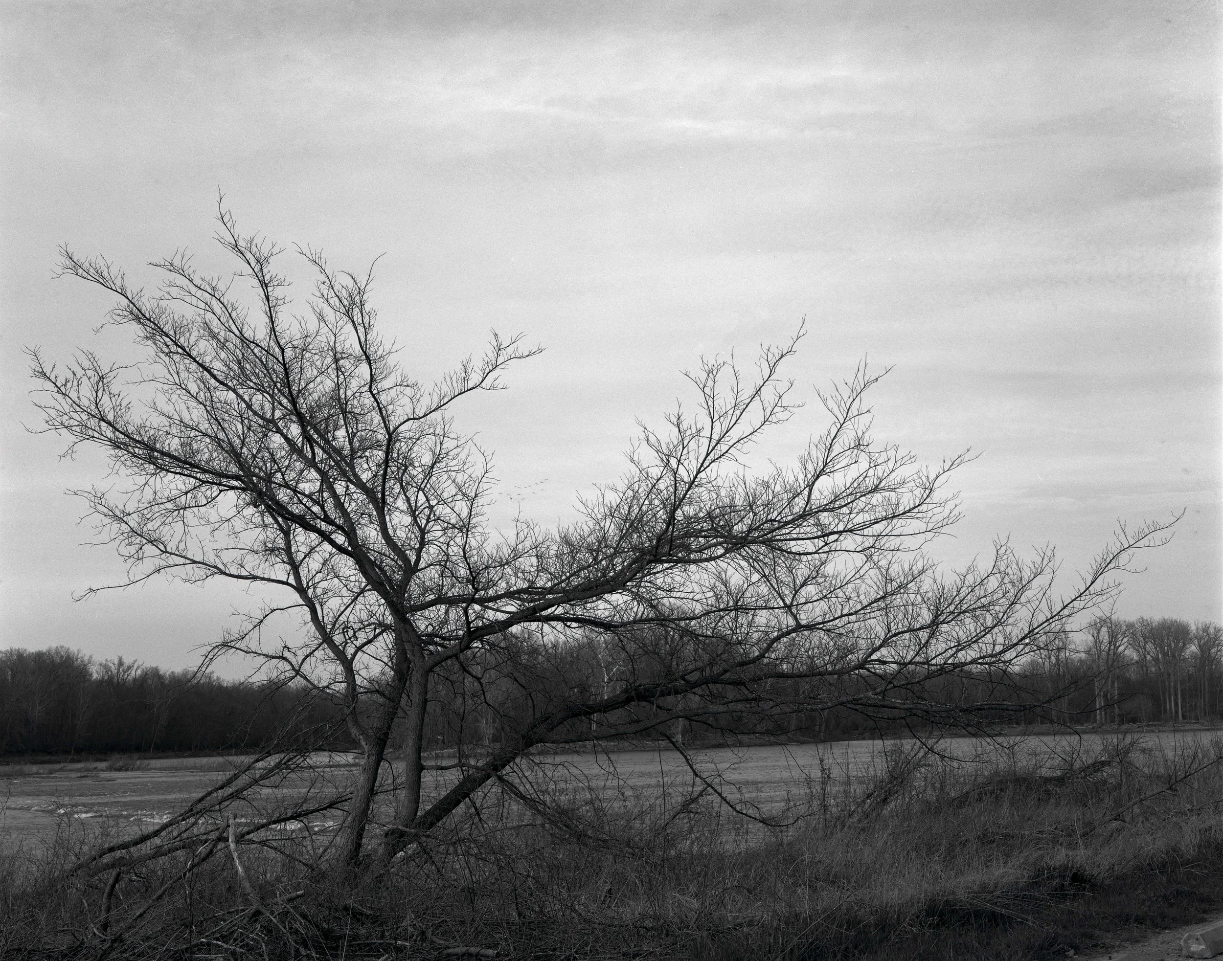 Silver Gelatin Print