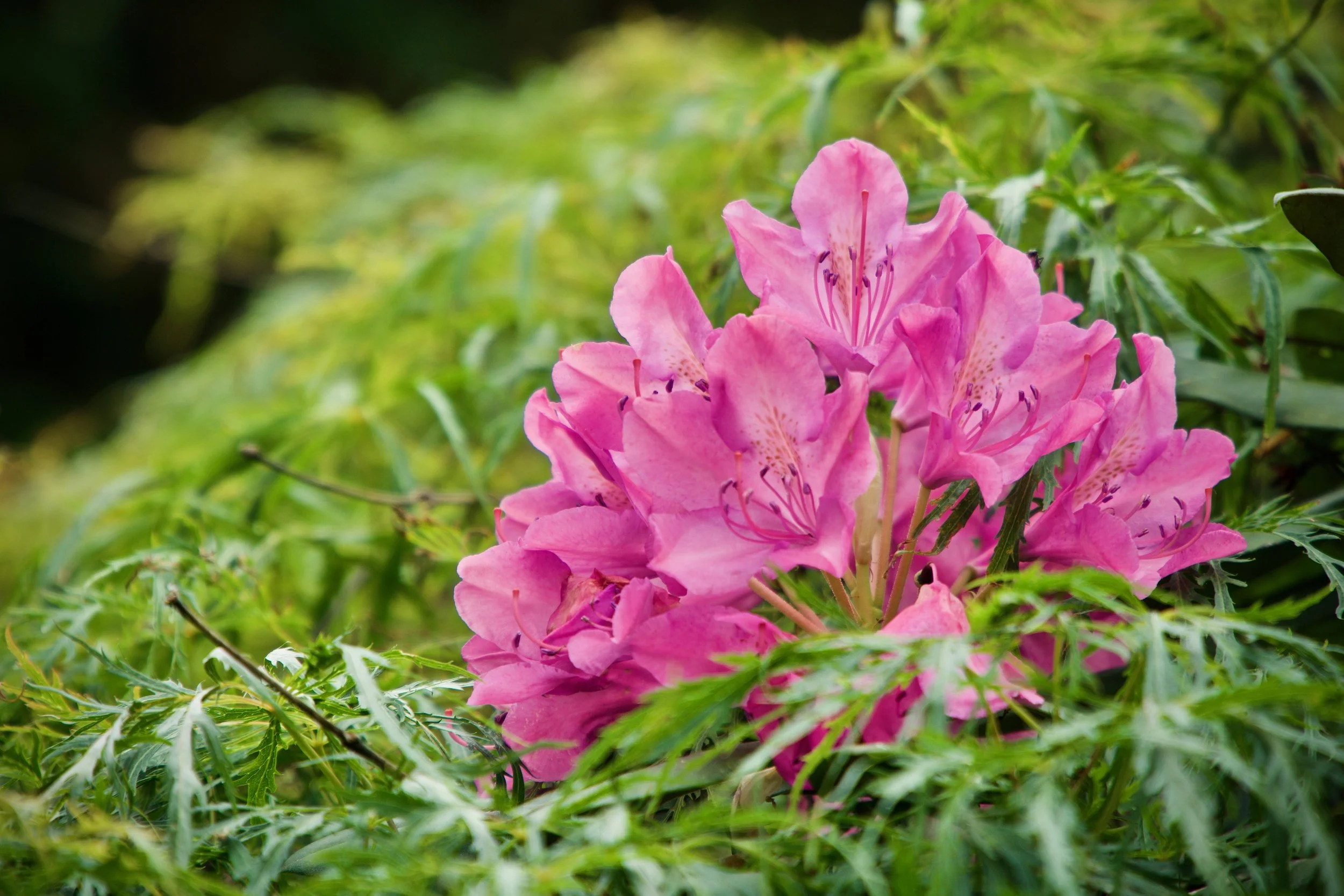 First Things First, June 11