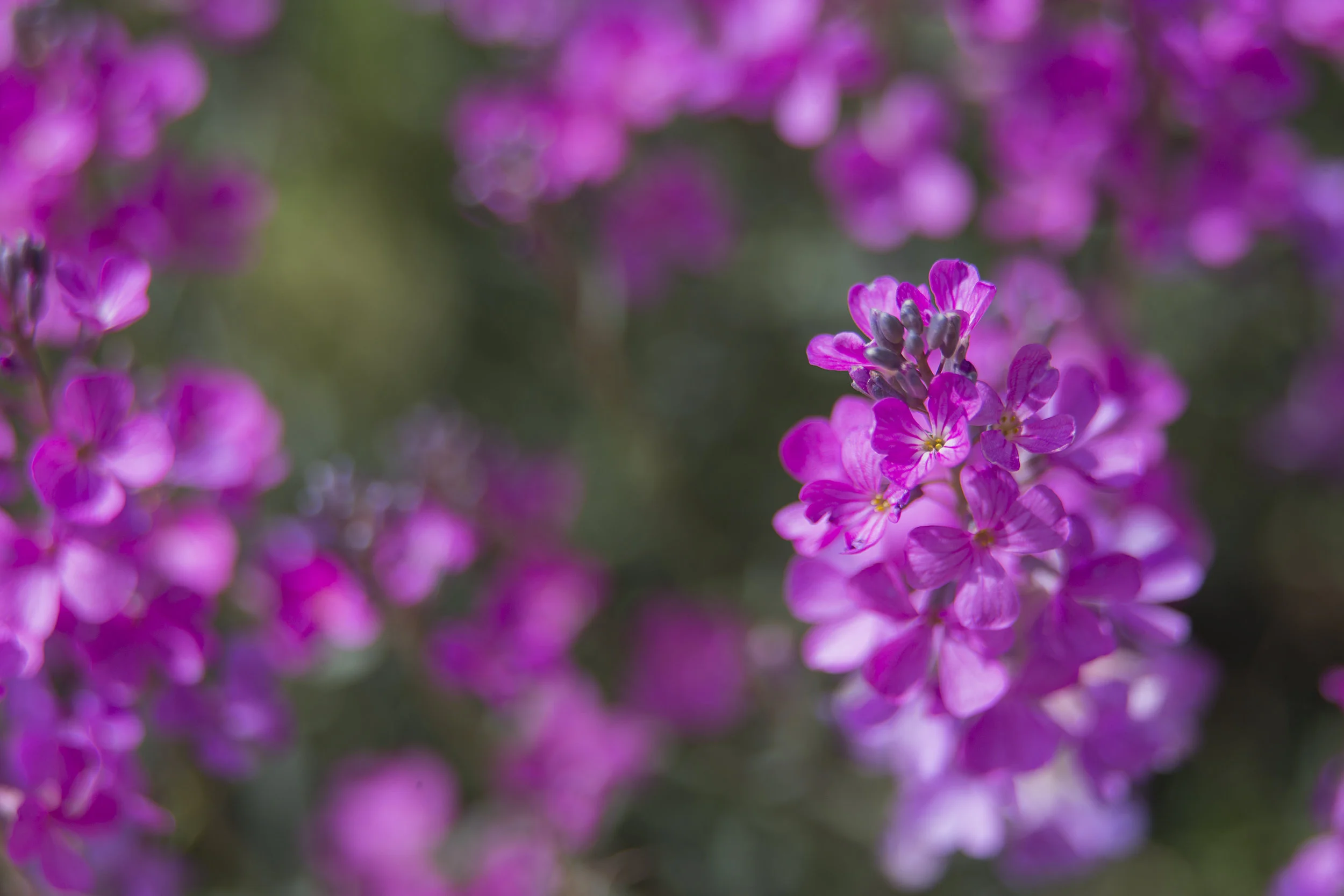 My Lord and I, September 1