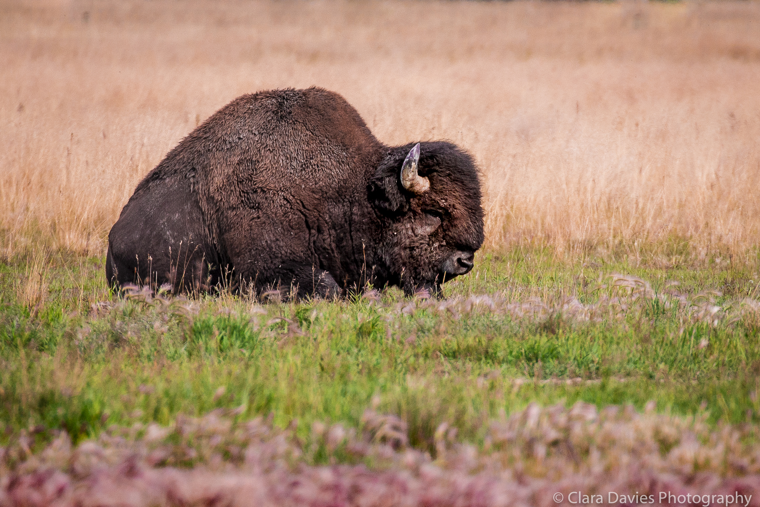 Placid bison