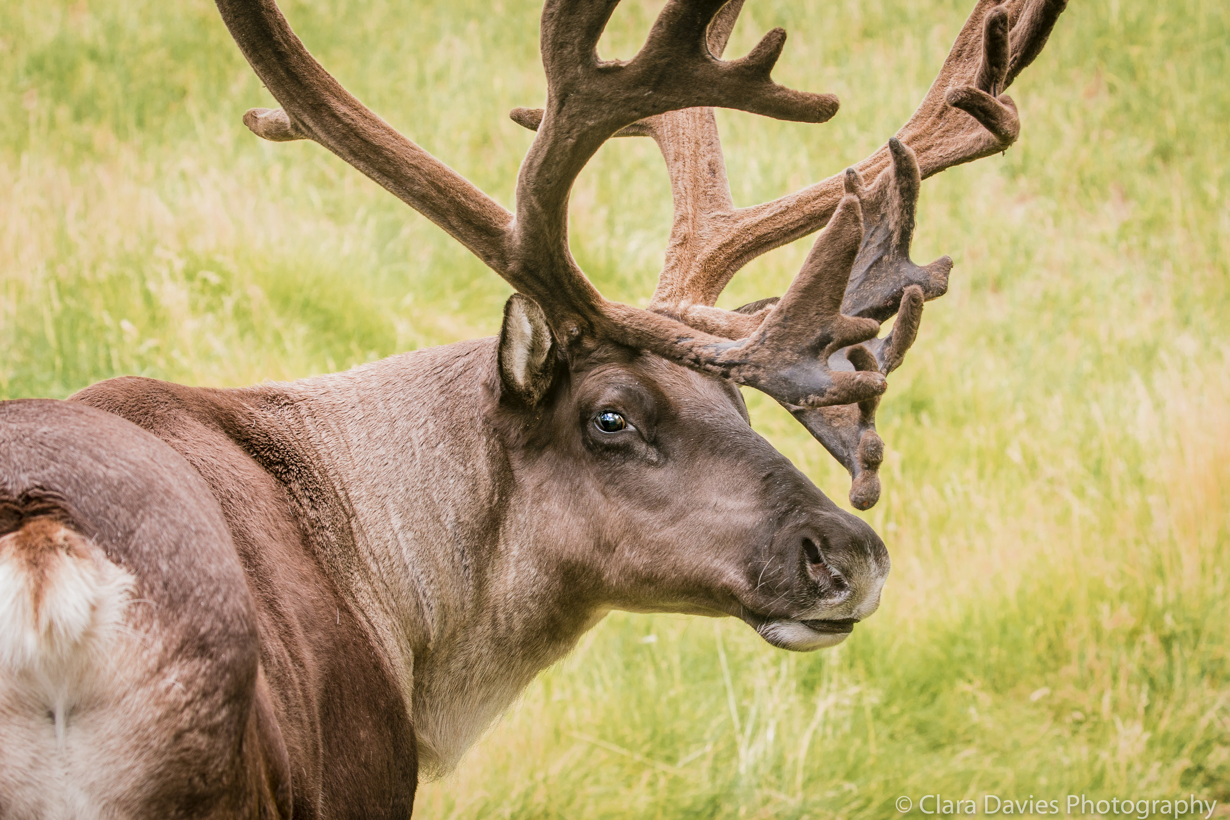 An Elk stare
