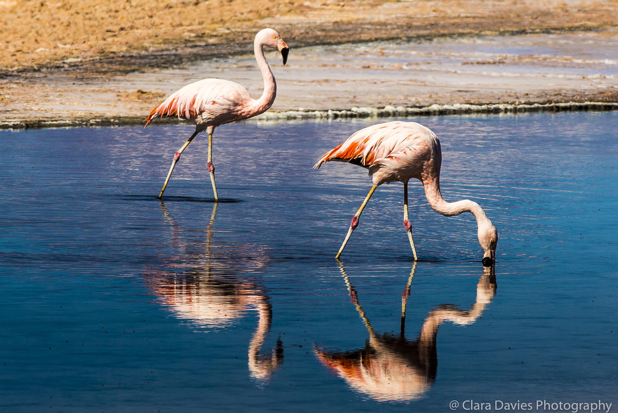 Chliean flamingos