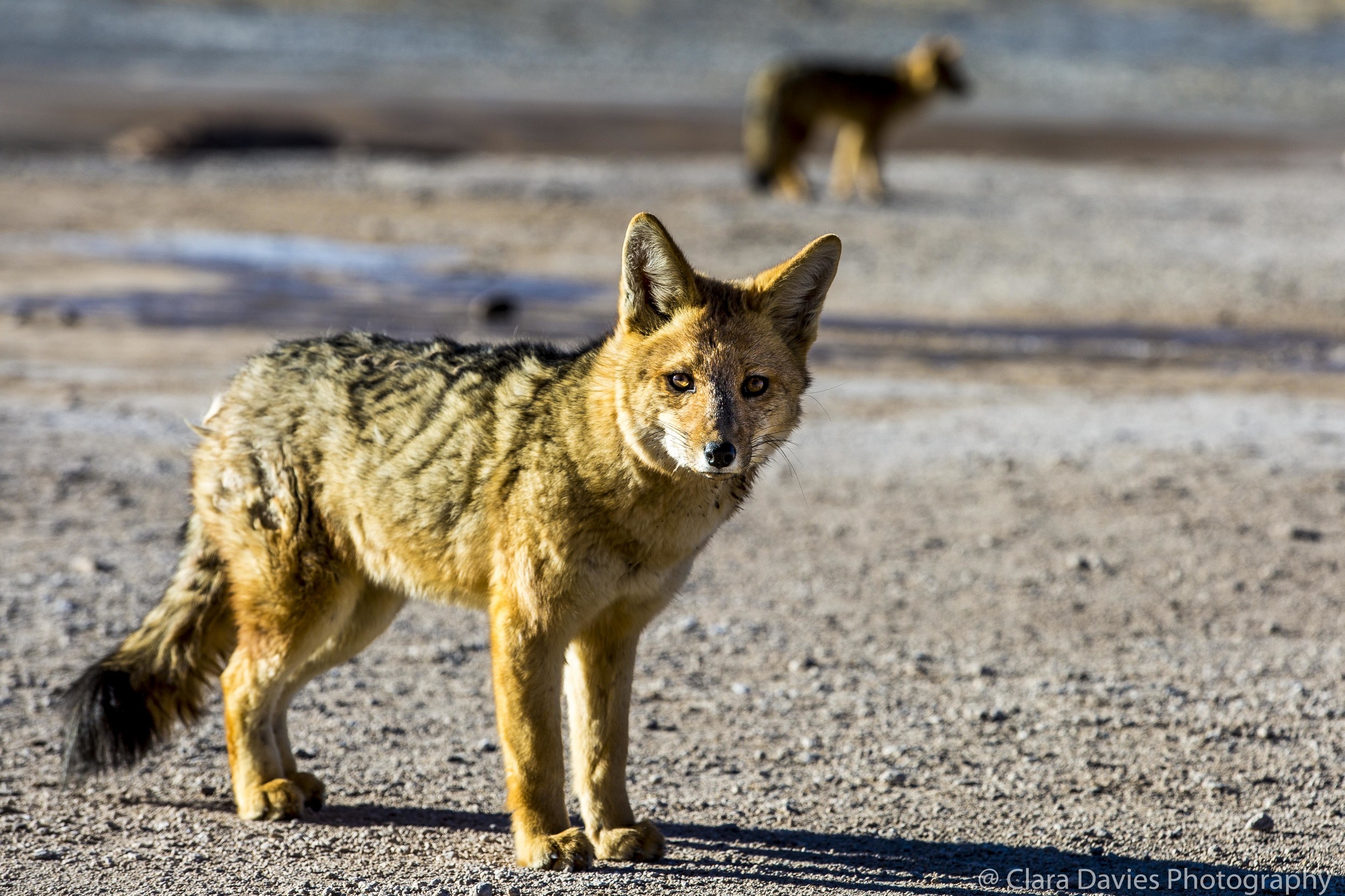 Friendly desert fox