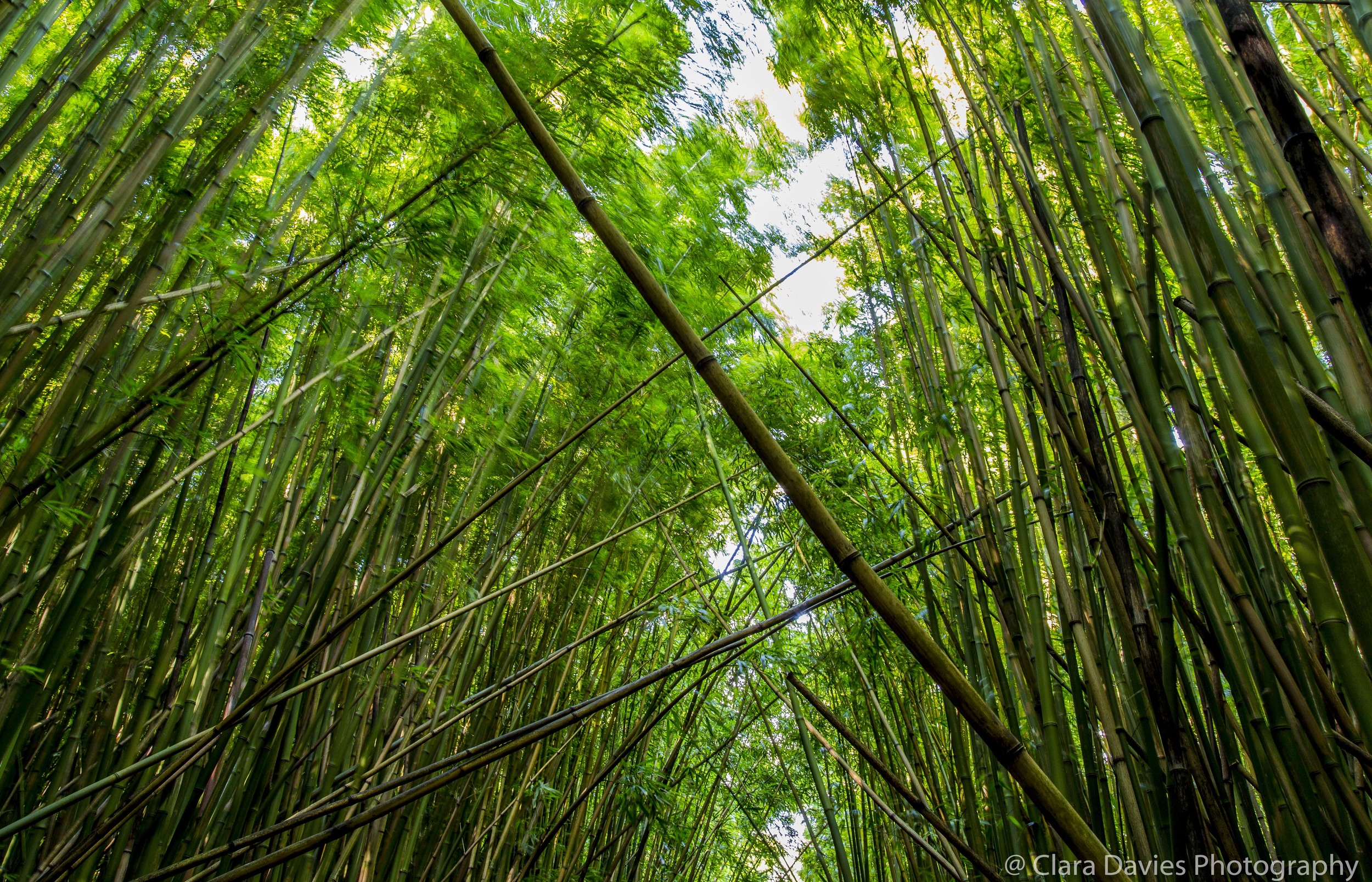 Bamboo canopy