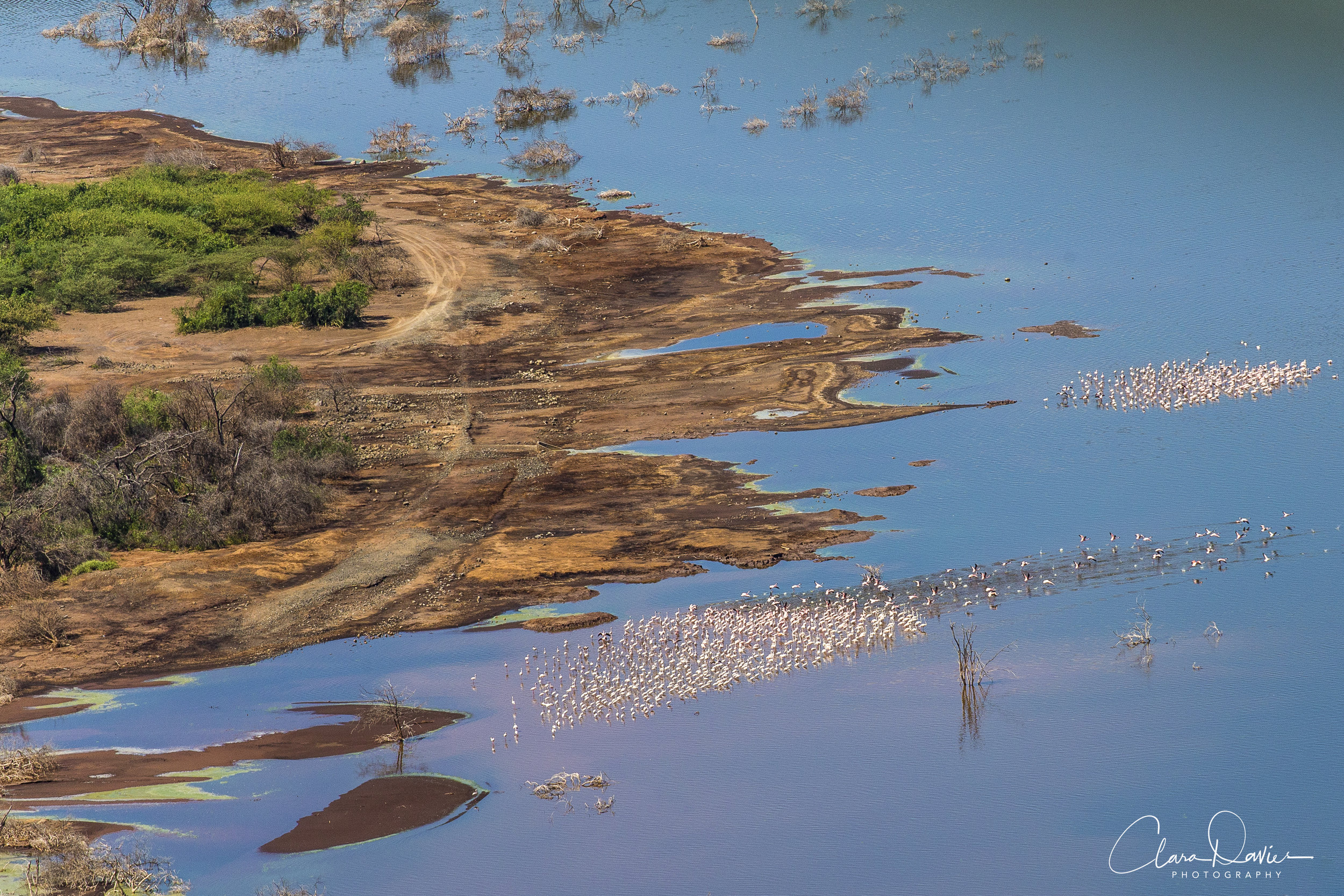 Flamingo Colonies - Aerial