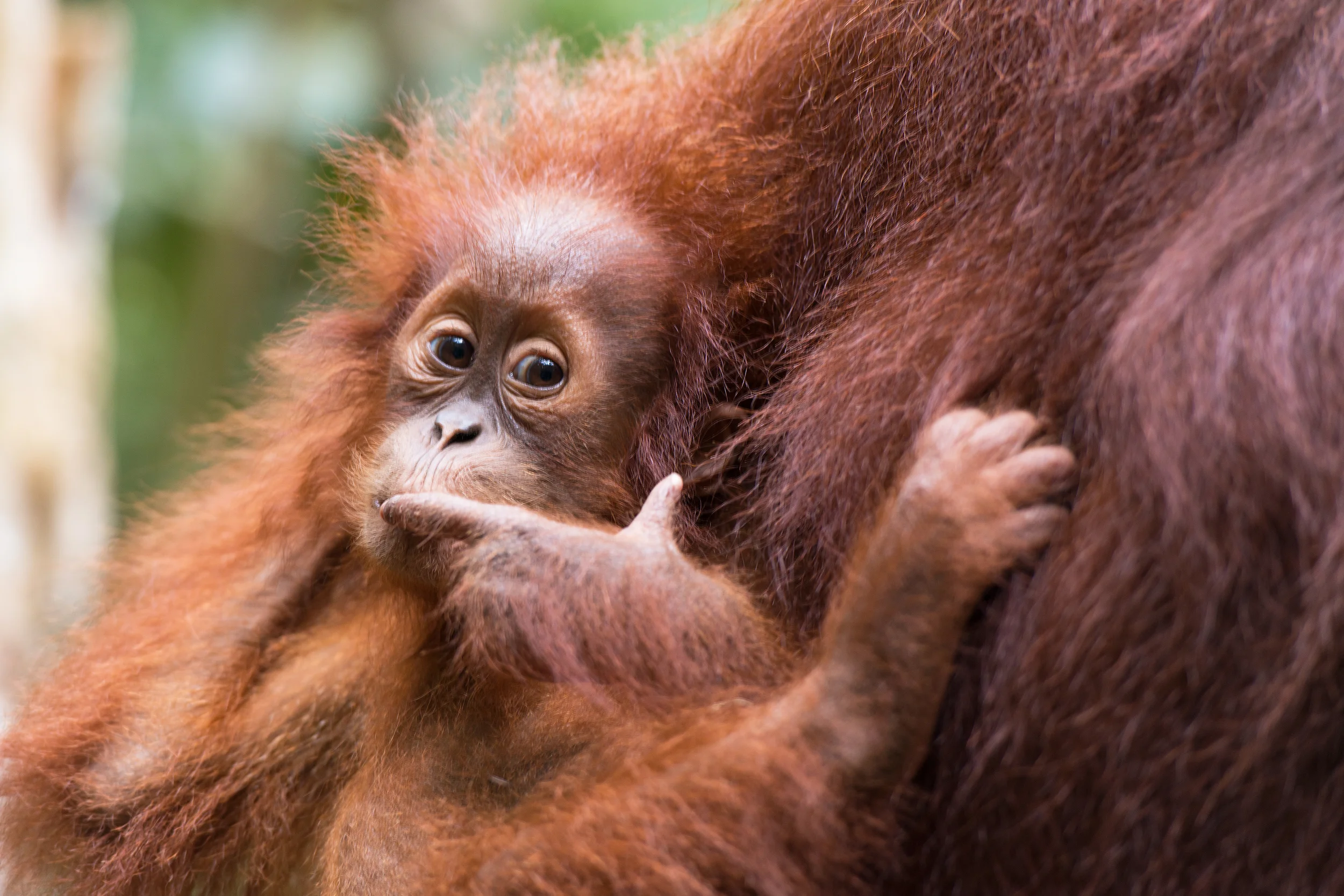 Sumatran Wildlife Sanctuary Fundraiser Officially Launched