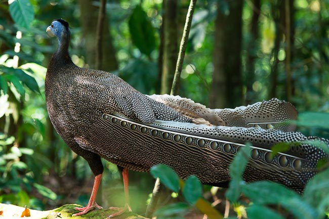 Wild peacock in Gunung Leuser National Park. Image by Gita Defoe for Photographers Without Borders.