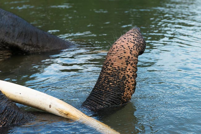 Sumatran elephant playing in the river. Image by Gita Defoe for Photographers Without Borders.