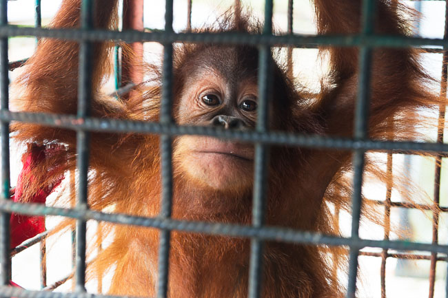 Cece's mother was killed so she could be put (illegally) on display in a tiny cage at a theme park. Image by Gita Defoe for Photographers Without Borders.