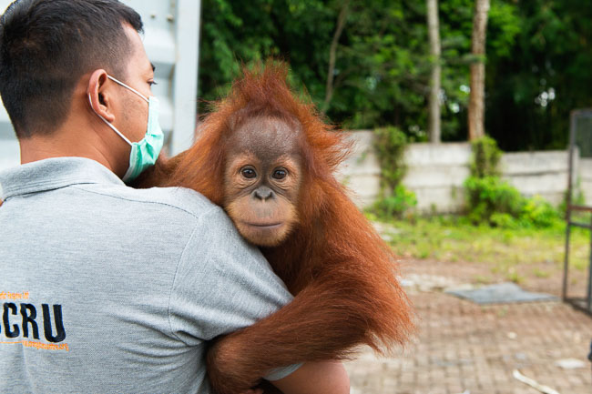 Panut, OIC founder and CEO carries Cece after rescuing her. Image by Gita Defoe for Photographers Without Borders.