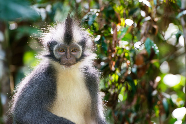 Thomas Leaf monkey in Gunung Leuser National Park. Image by Gita Defoe for Photographers Without Borders.