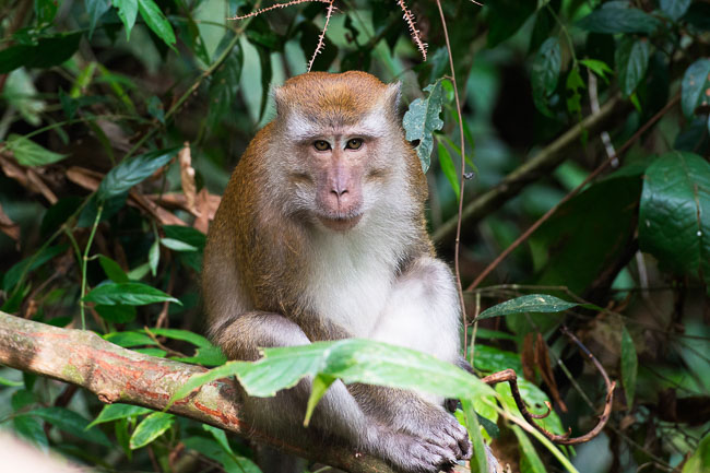 Macaque in Gunung Leuser National Park. Image by Gita Defoe for Photographers Without Borders.