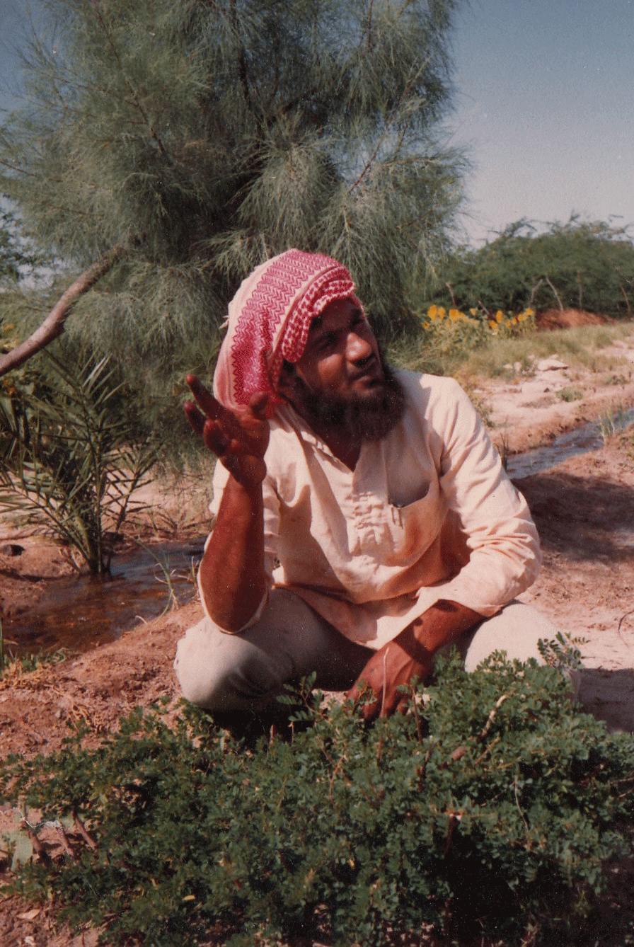 Indigo plant, Dhamadka