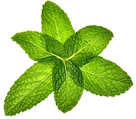 mint_web.jpg