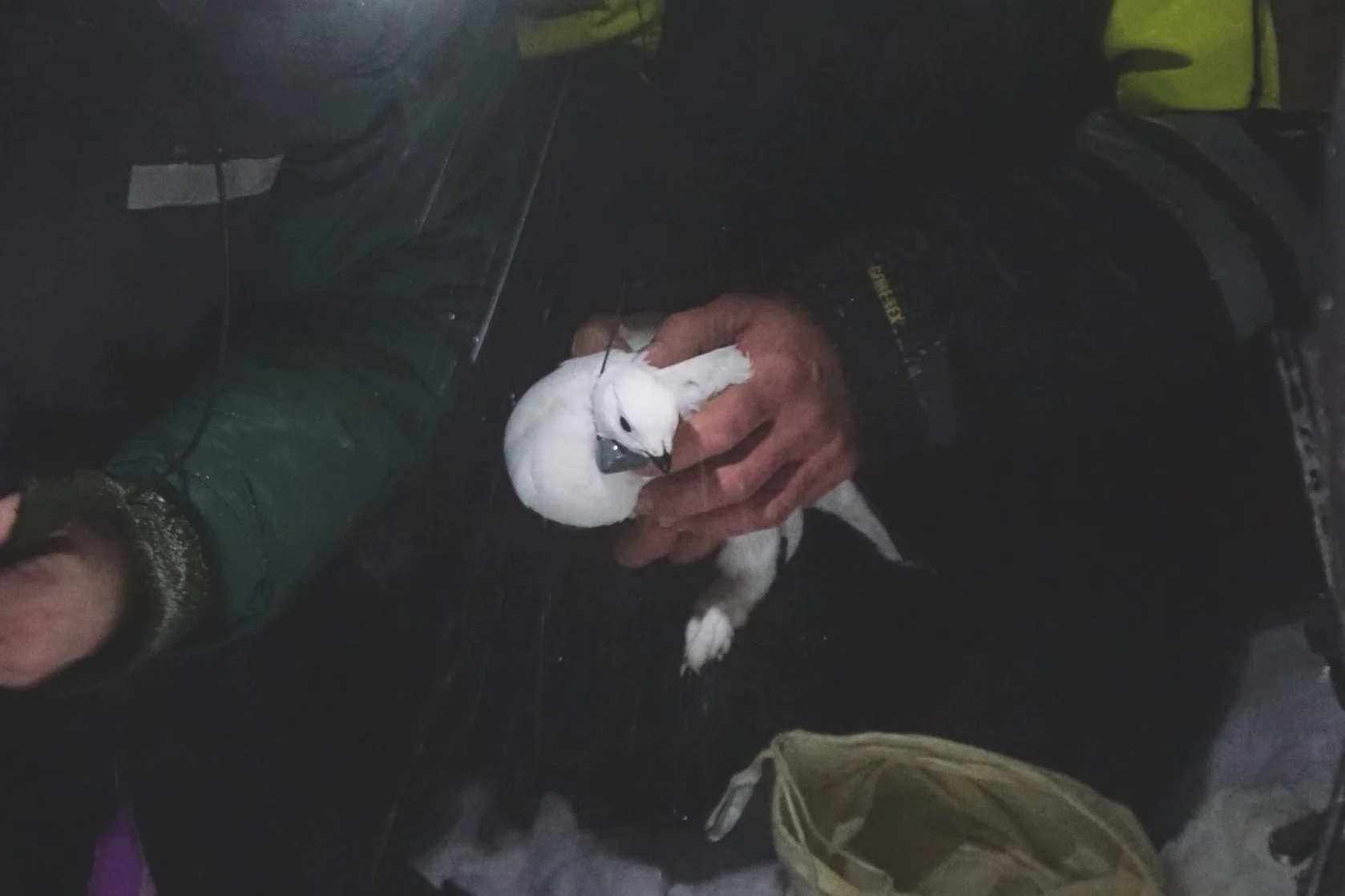 Meld fra om skutte ryper med radiosender og/eller fotring!