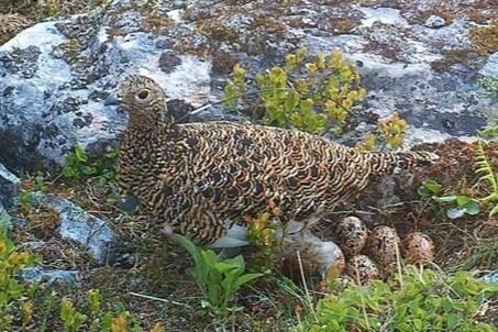 Meld fra om observasjon av lirypereir på Lifjellet og Almdalen