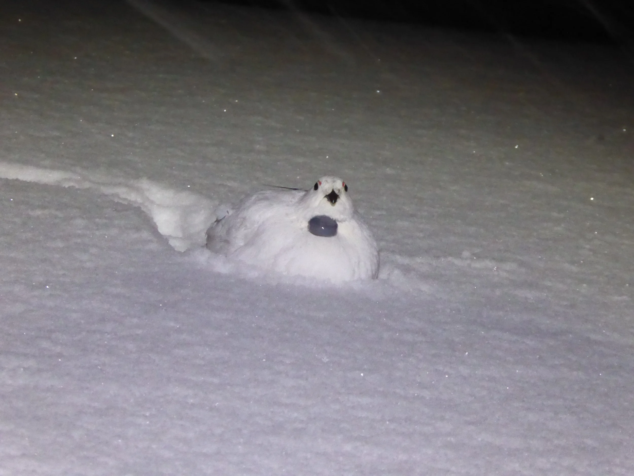 Felling av rype med radiosender