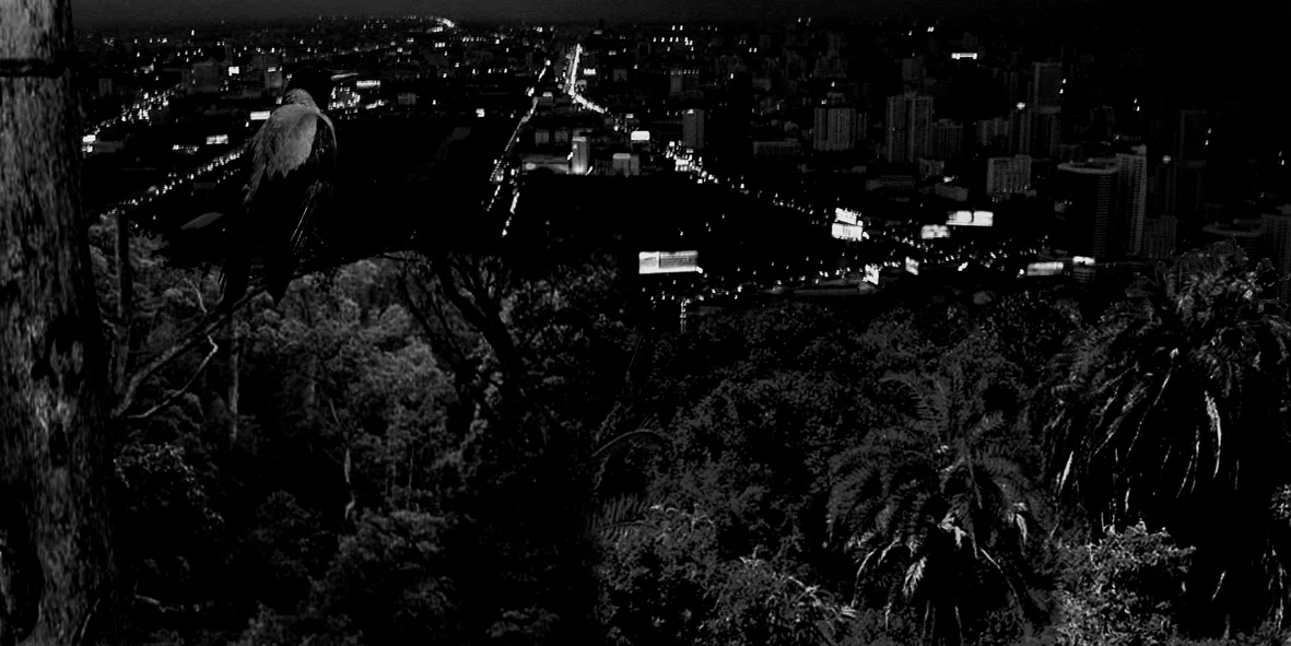 watching from treetops_sh_web.jpg