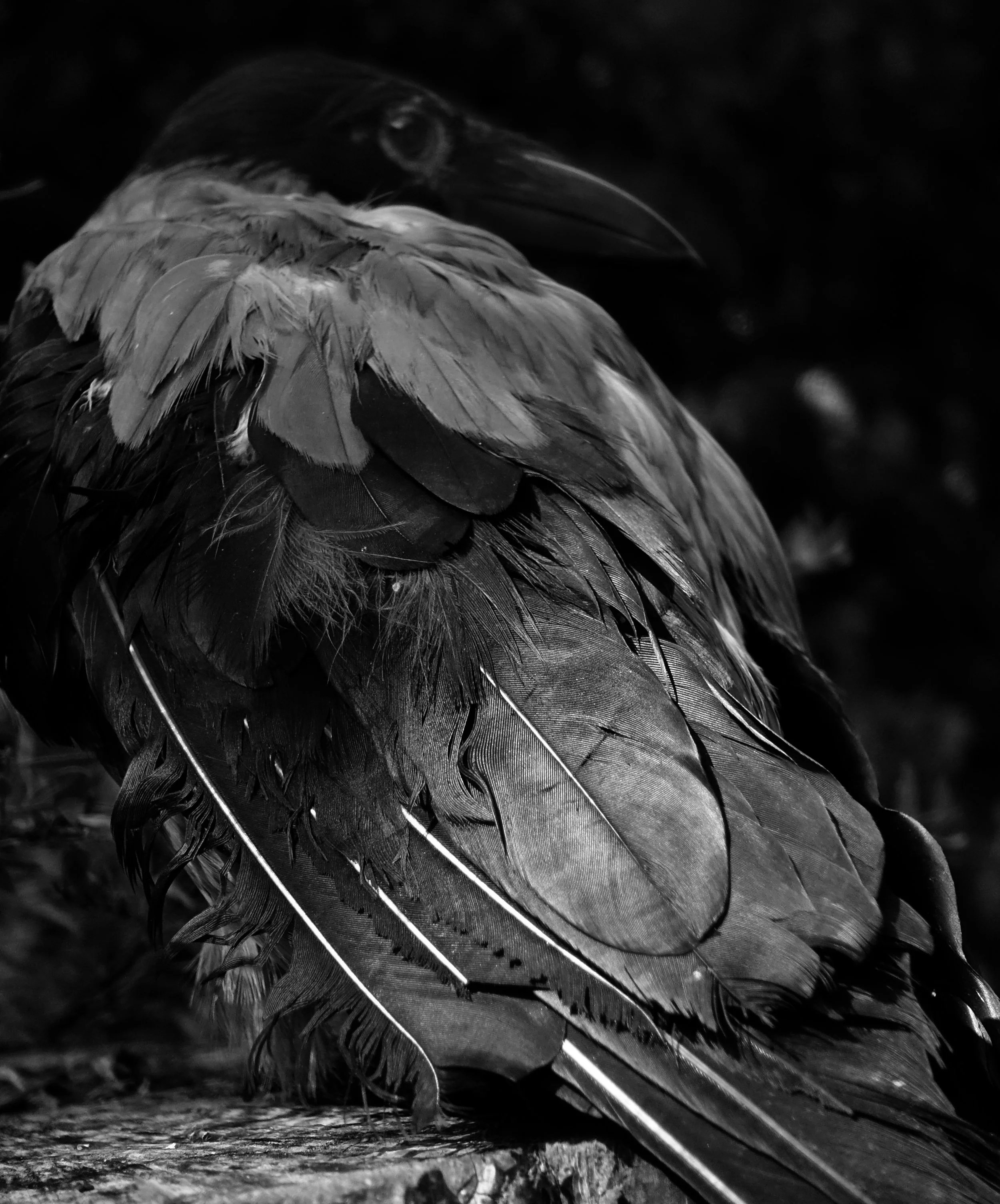 DSC04904 copy_kråke copy_112x137 cm.jpg