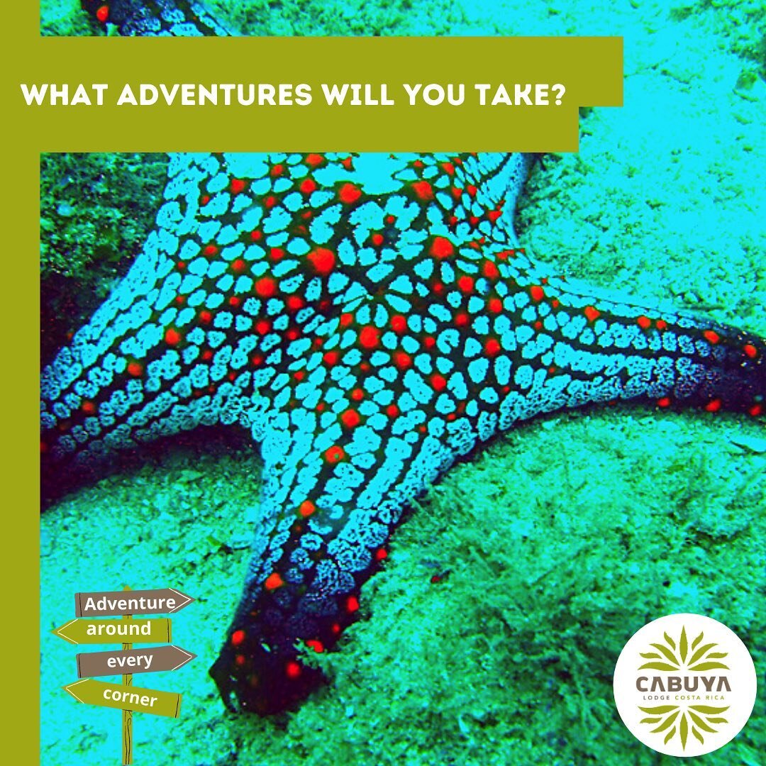 🐟 Discover Scuba Diving 🐟 

The underwater world is waiting for you! We have many @paditv courses and excellent instructors 😀 

Simply click over to our website to book your next adventure! 🌊 🐙 🐠 

#CabuyaLodge #CostaRica #Scuba #Adventure #Mak