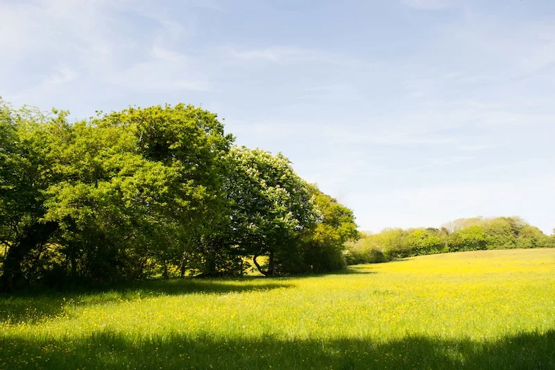 06field.jpg