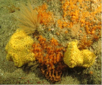Prawle Point, Photo by Chris Webb Seasearch Marine Conservation Society
