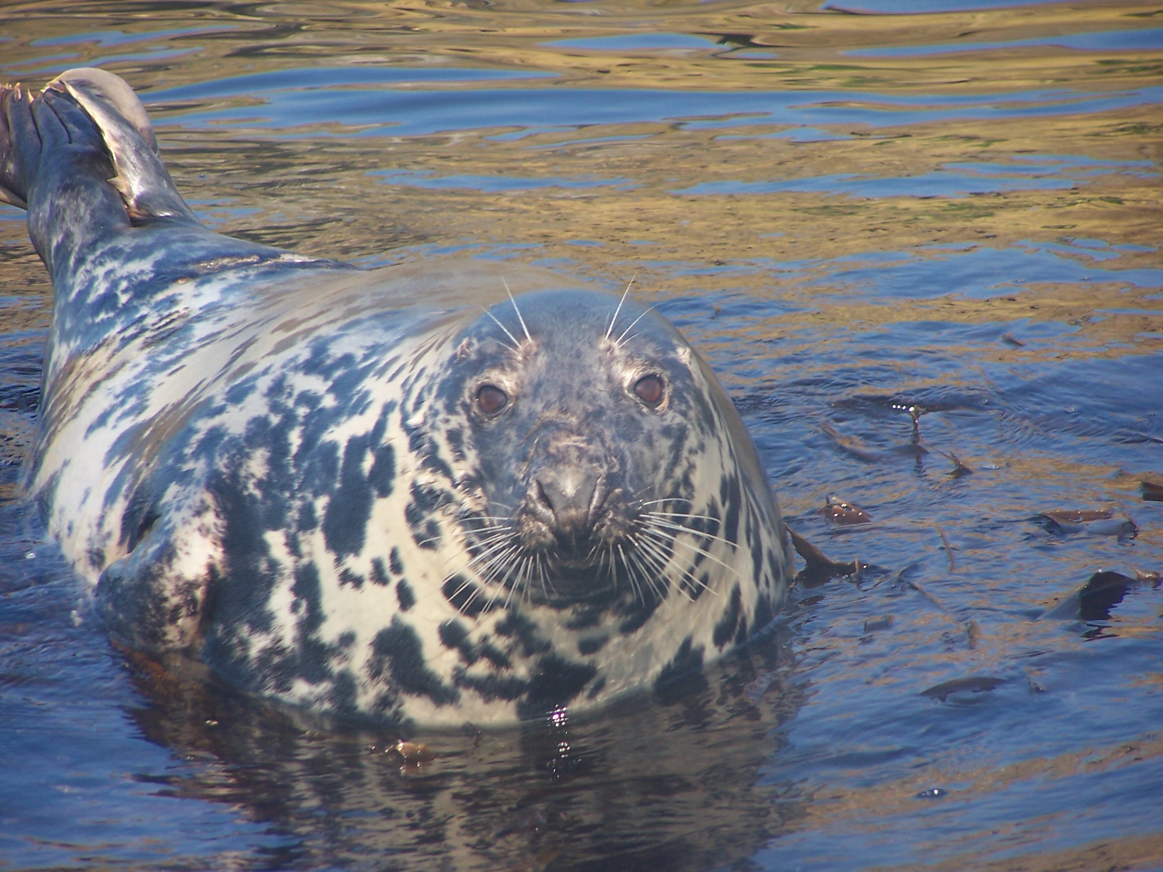 Devon  july 2005 seal 113.jpg