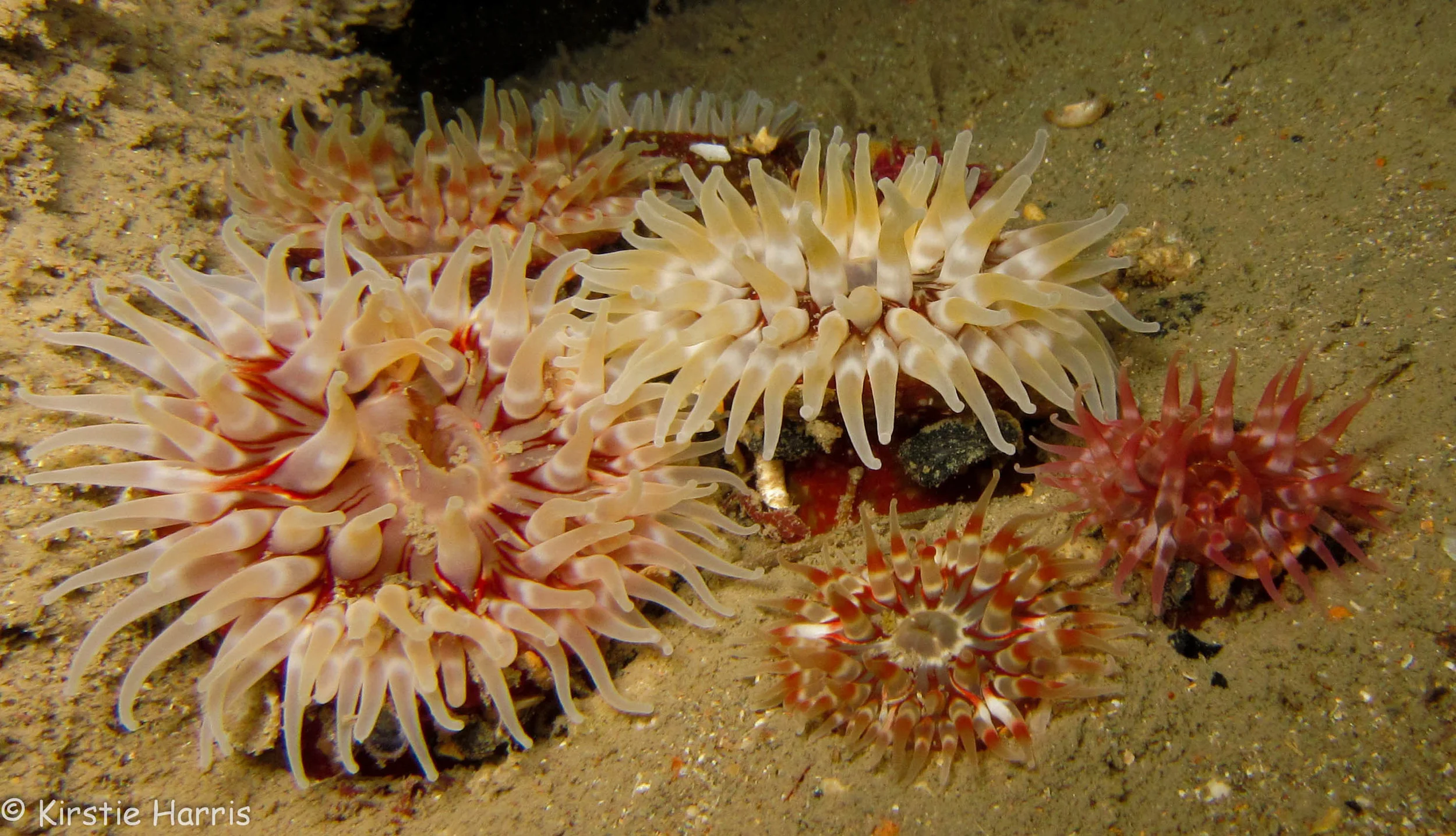 Anemones