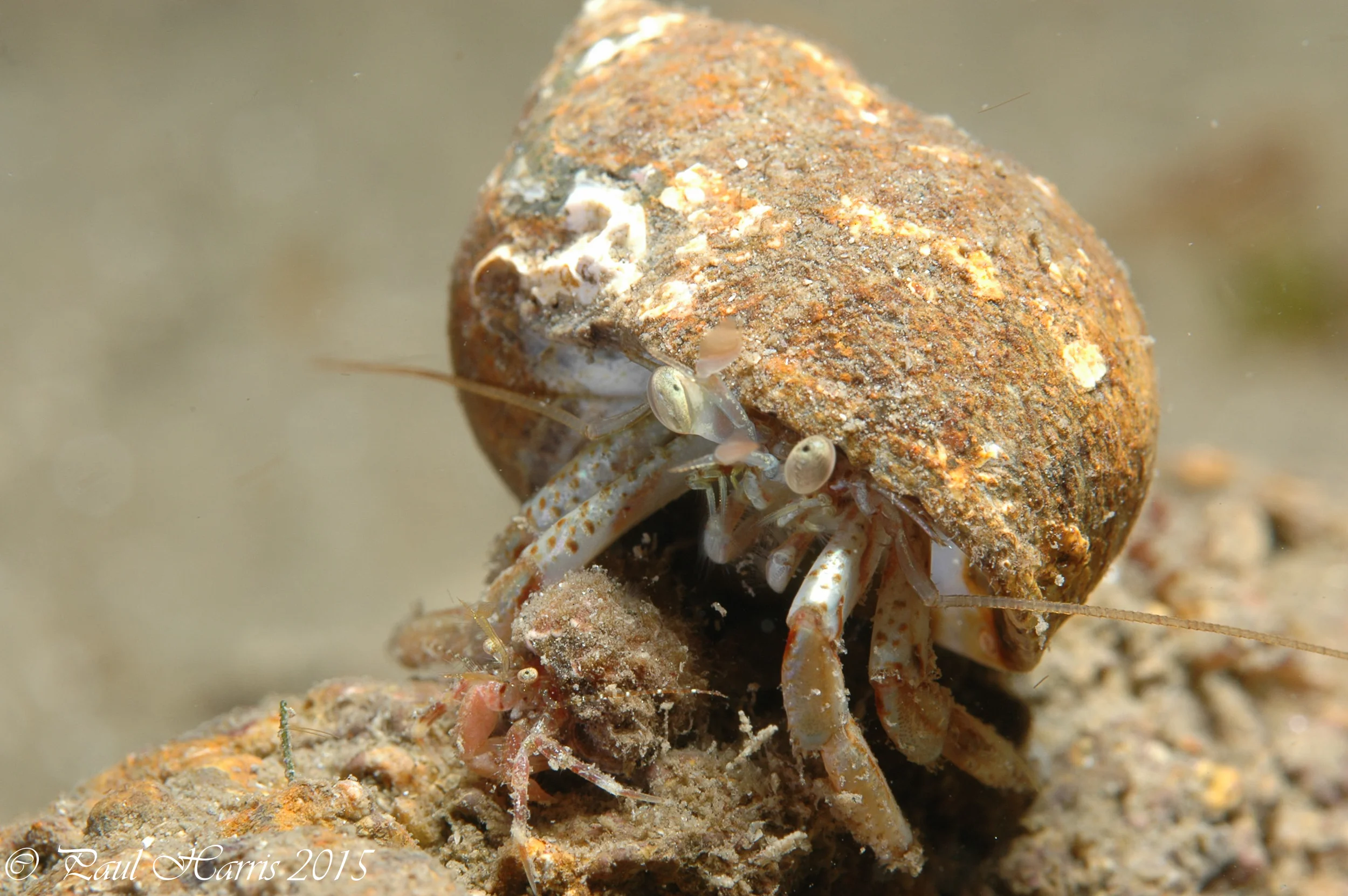 crab_6265.jpg