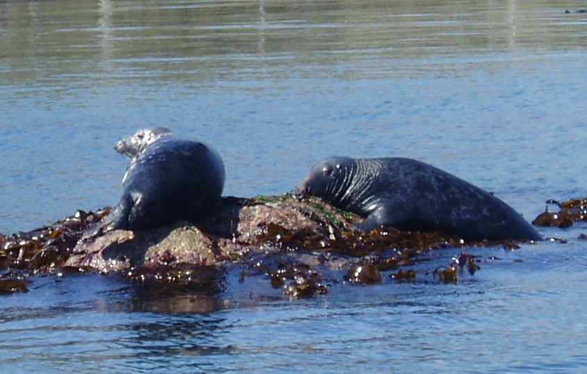 Seals .JPG
