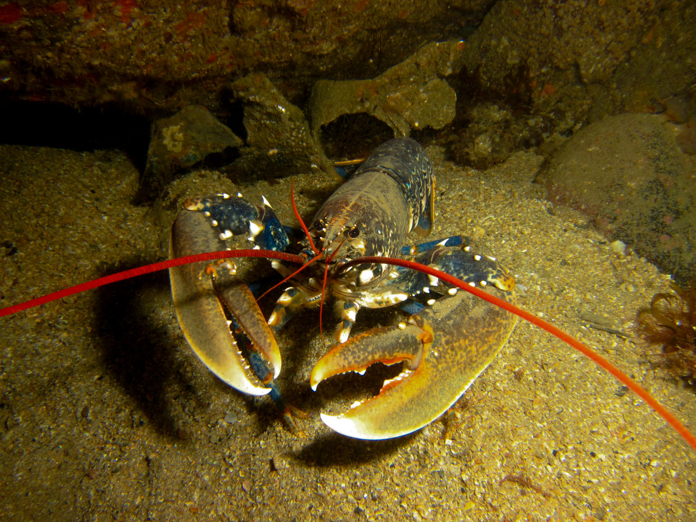 lobster_0951.jpg