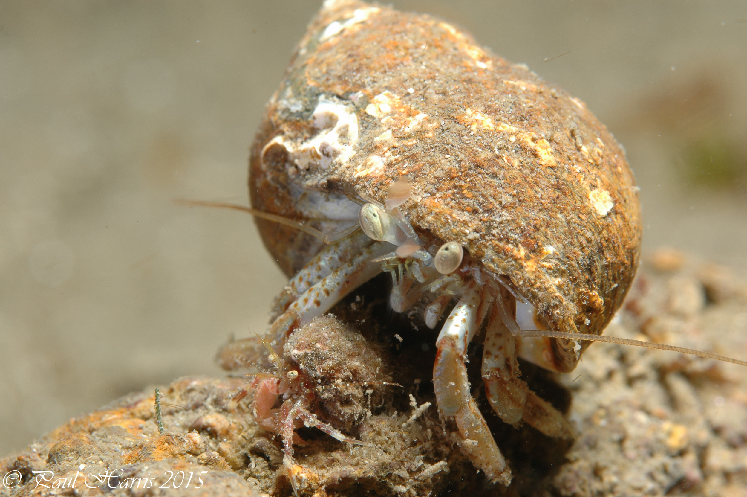 crab_6265.jpg