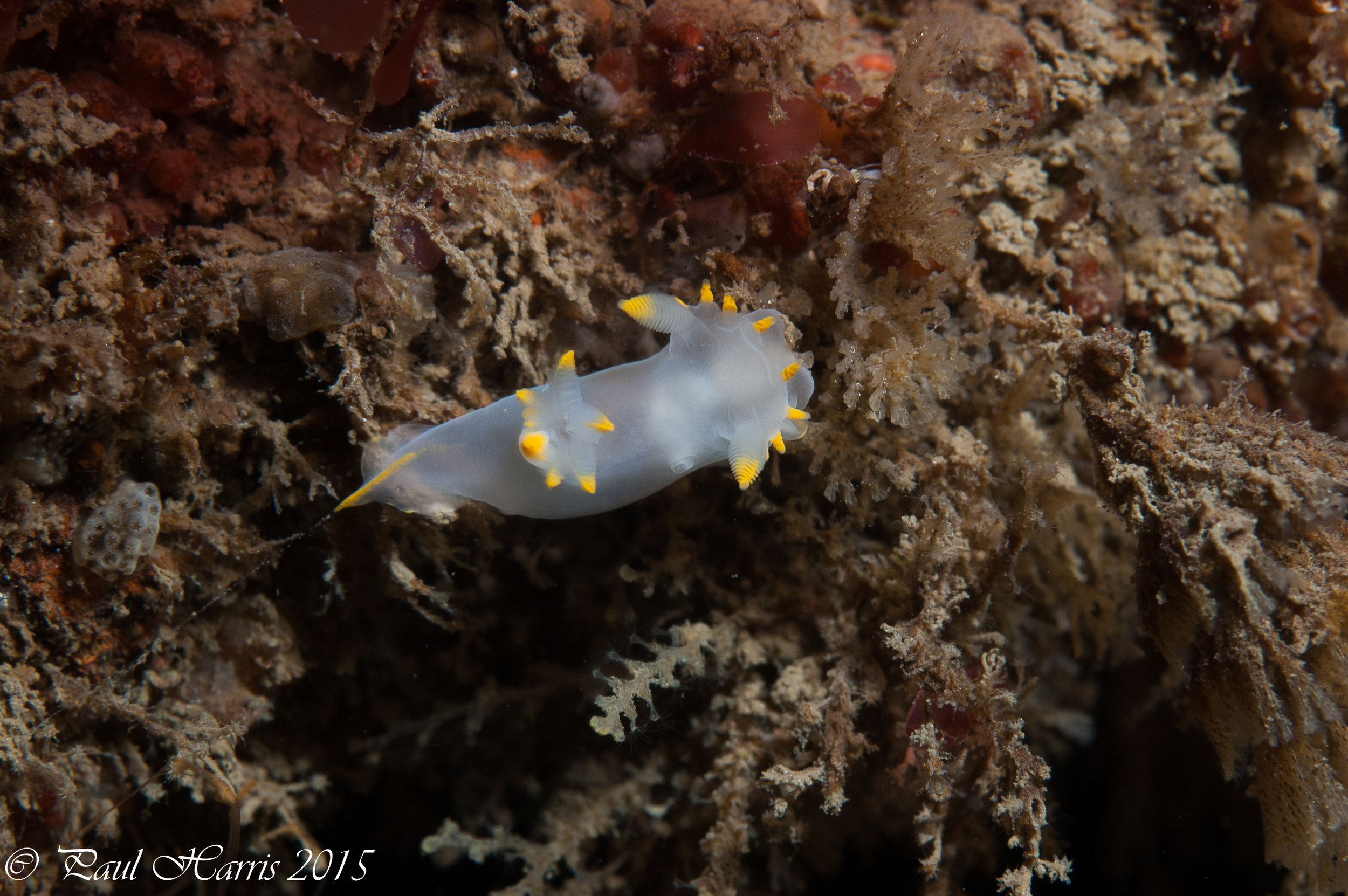 nudibranks3595.jpg