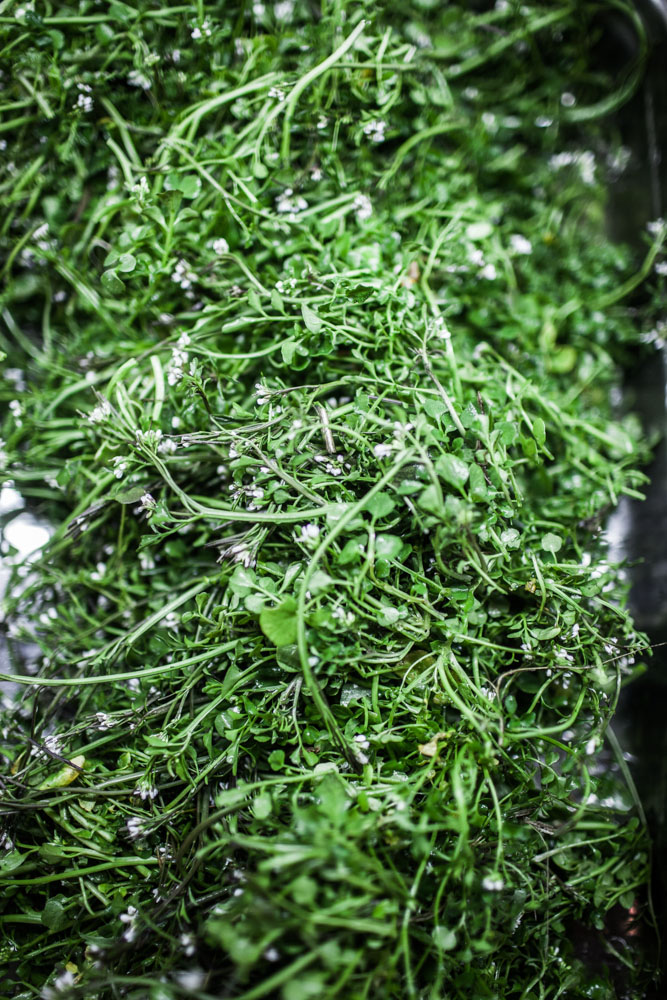 Field cress