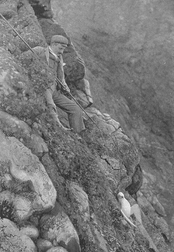 Hunting Fulmars on St. Kilda (Wikimedia Commons)