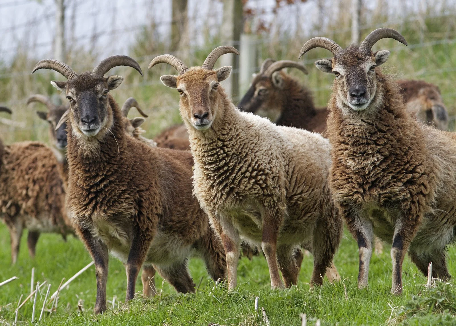 Soay Sheep, Kirkton Cottages, Photo: Gerald Lincoln