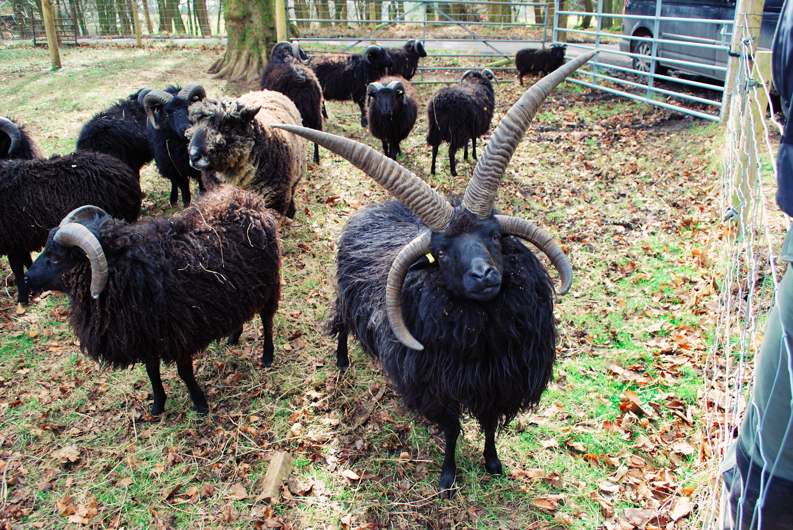 “Mr. Spock” the Hebridean sheep, Slipperfield Crofts, Photo: Gillian MacDonald