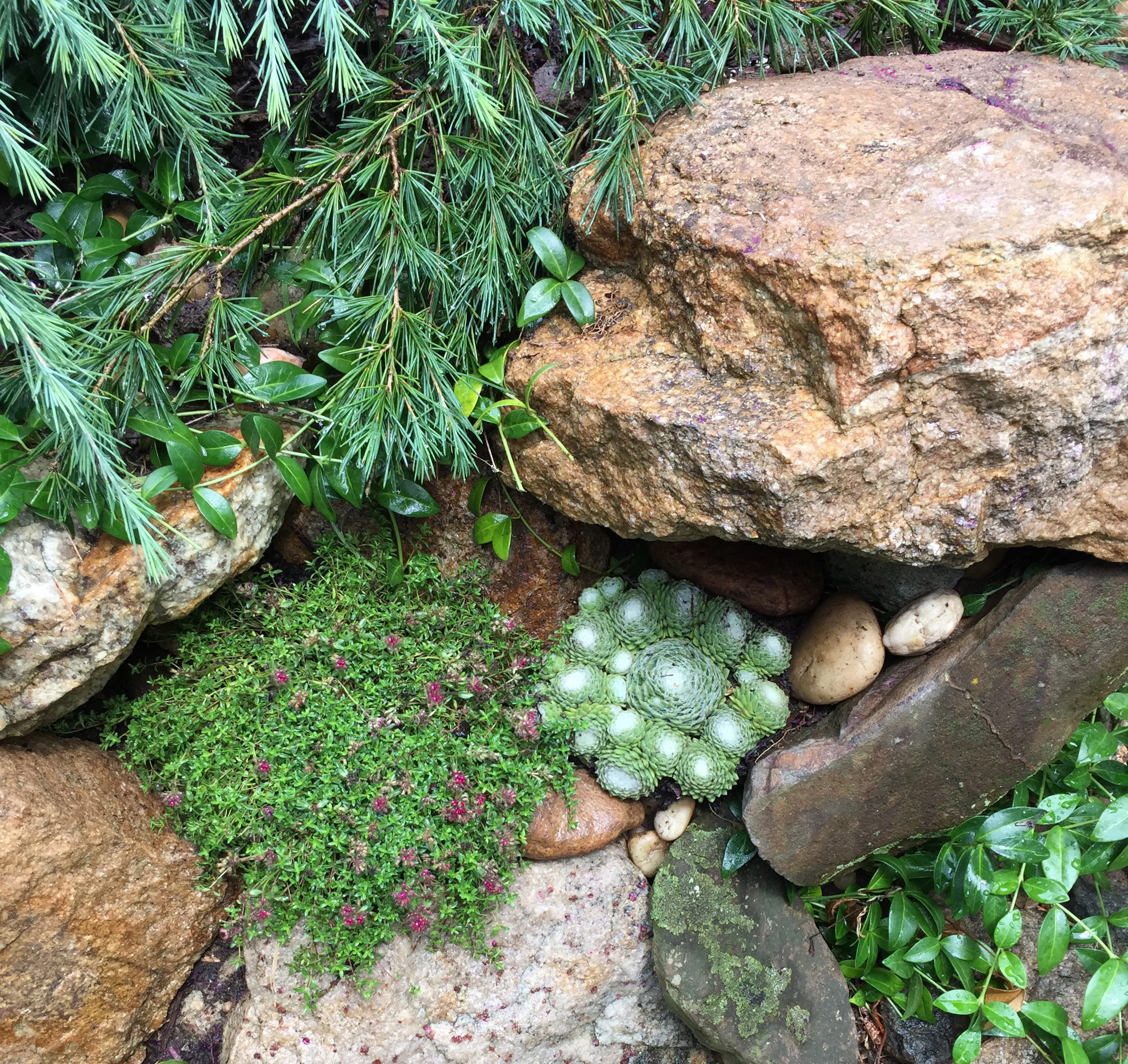Debbie_RockGarden copy.jpg