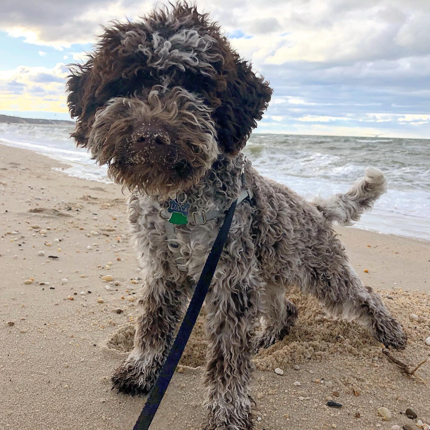Happy National Puppy Day!! Celebrating our boy Lucca today and some of his favorite friends 🤩.
.
.
.

#italianwaterdog #lagottoromagnolo #dogsofinstagram  #dogslife #lagottosofinstagram 
#northfork #beachlife #throwbackthursday