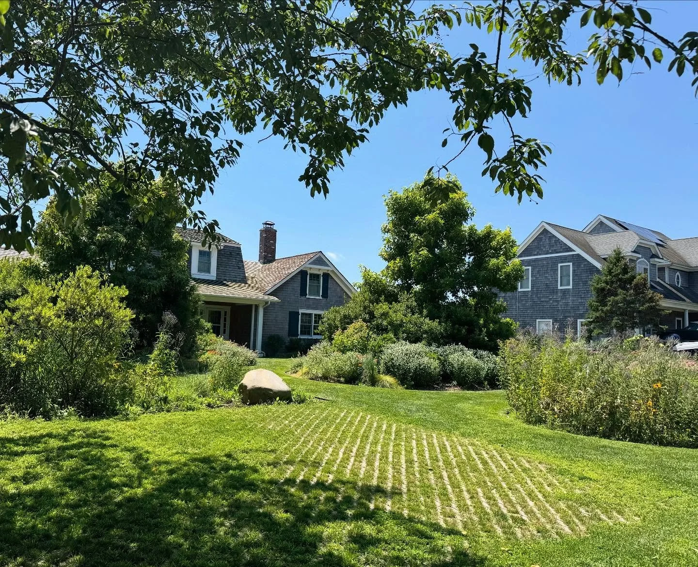 Our native planting design in Orient has filled in and is looking so gorgeous. The pollinators are truly enjoying it as much as we are! 

#northfork #nativeplanting #landscapedesigner #landscapedesign #pollinators🐝