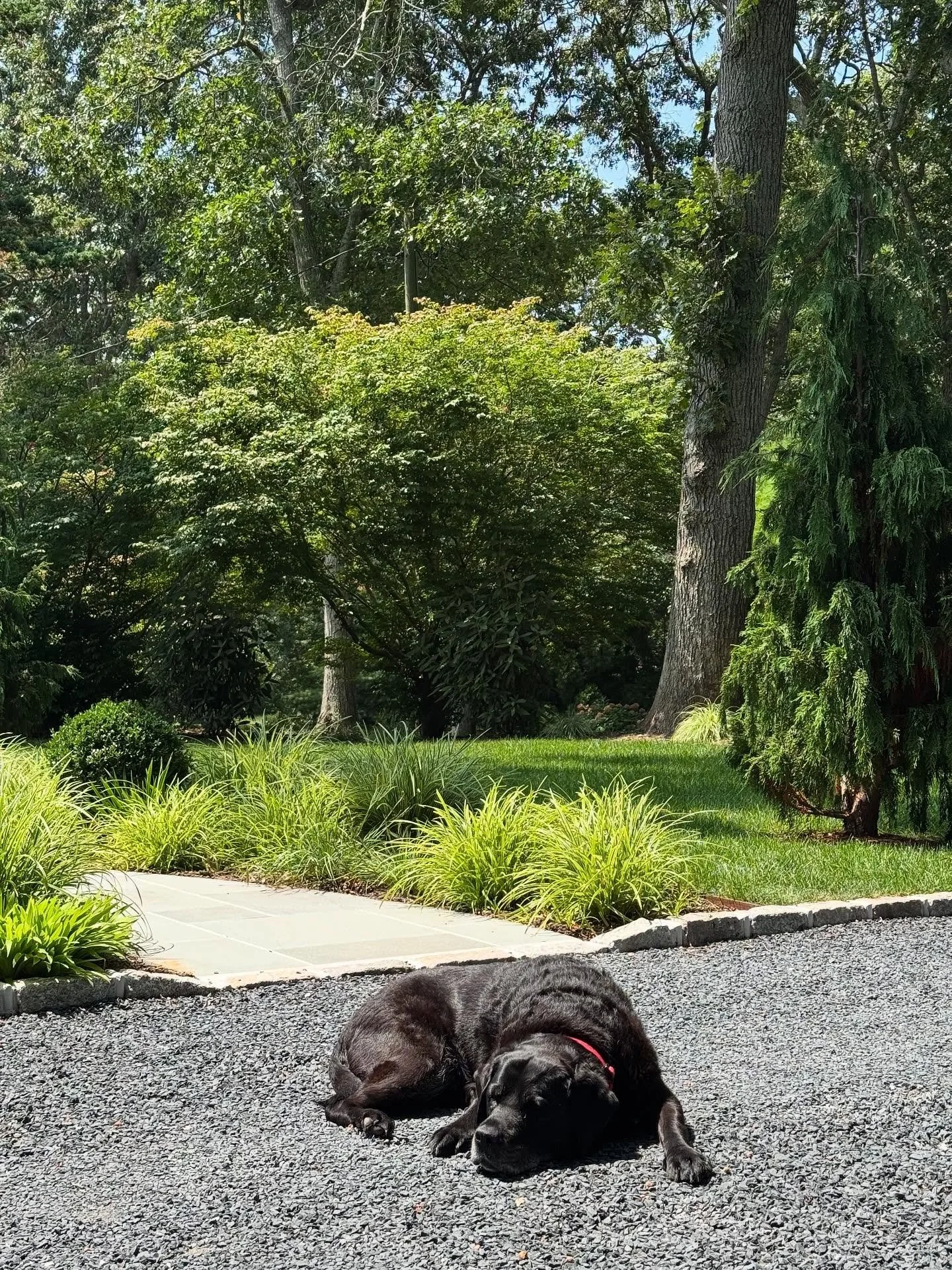 Happy Labor Day! Hope you&rsquo;re relaxing. Our client&rsquo;s dog knows the way to to do it 🐾

#landscapedesi̇gn #northfork #dogsofinstagram #dockside #waterfront