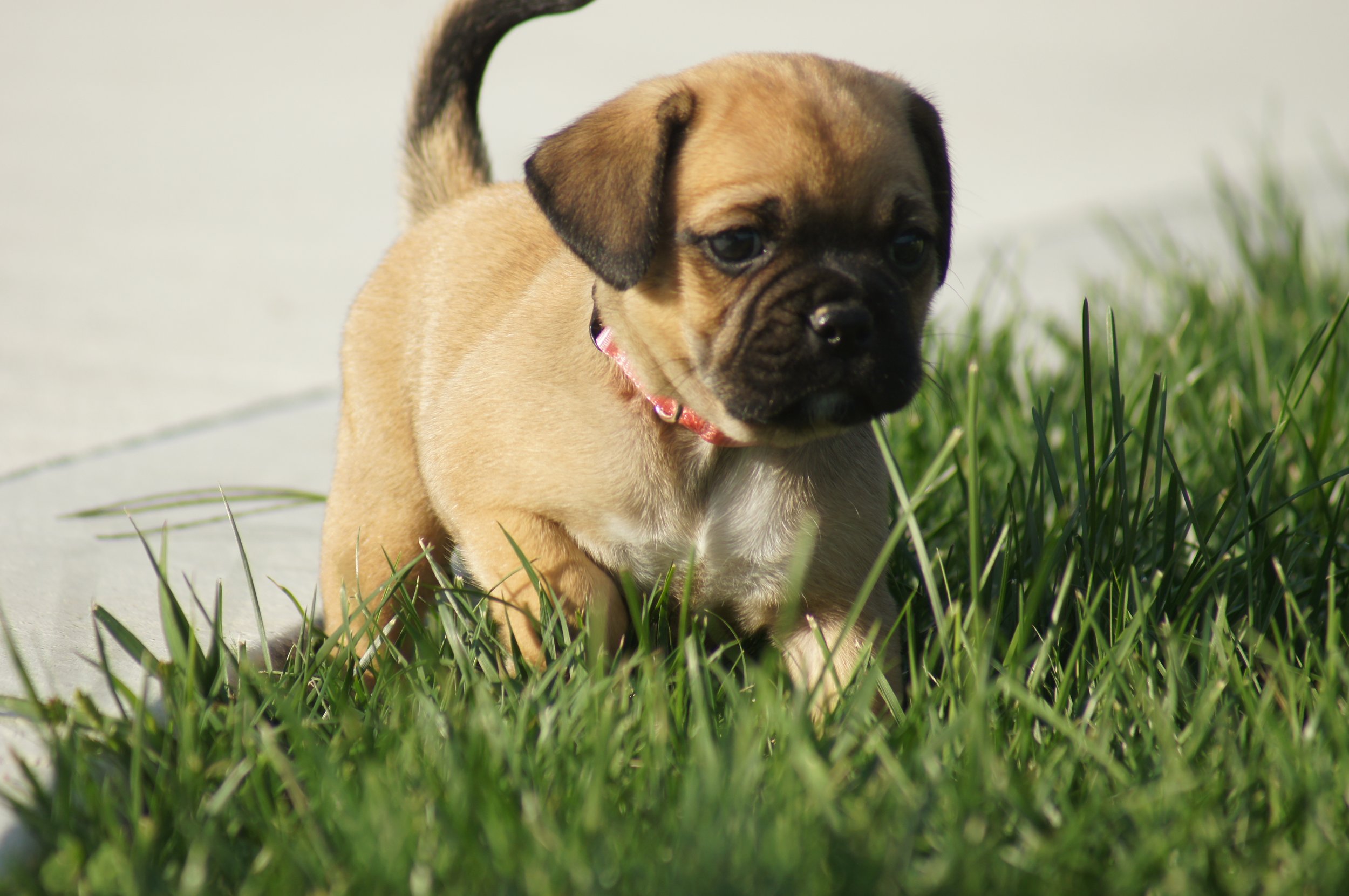 Ellie1 — Cute Puggle