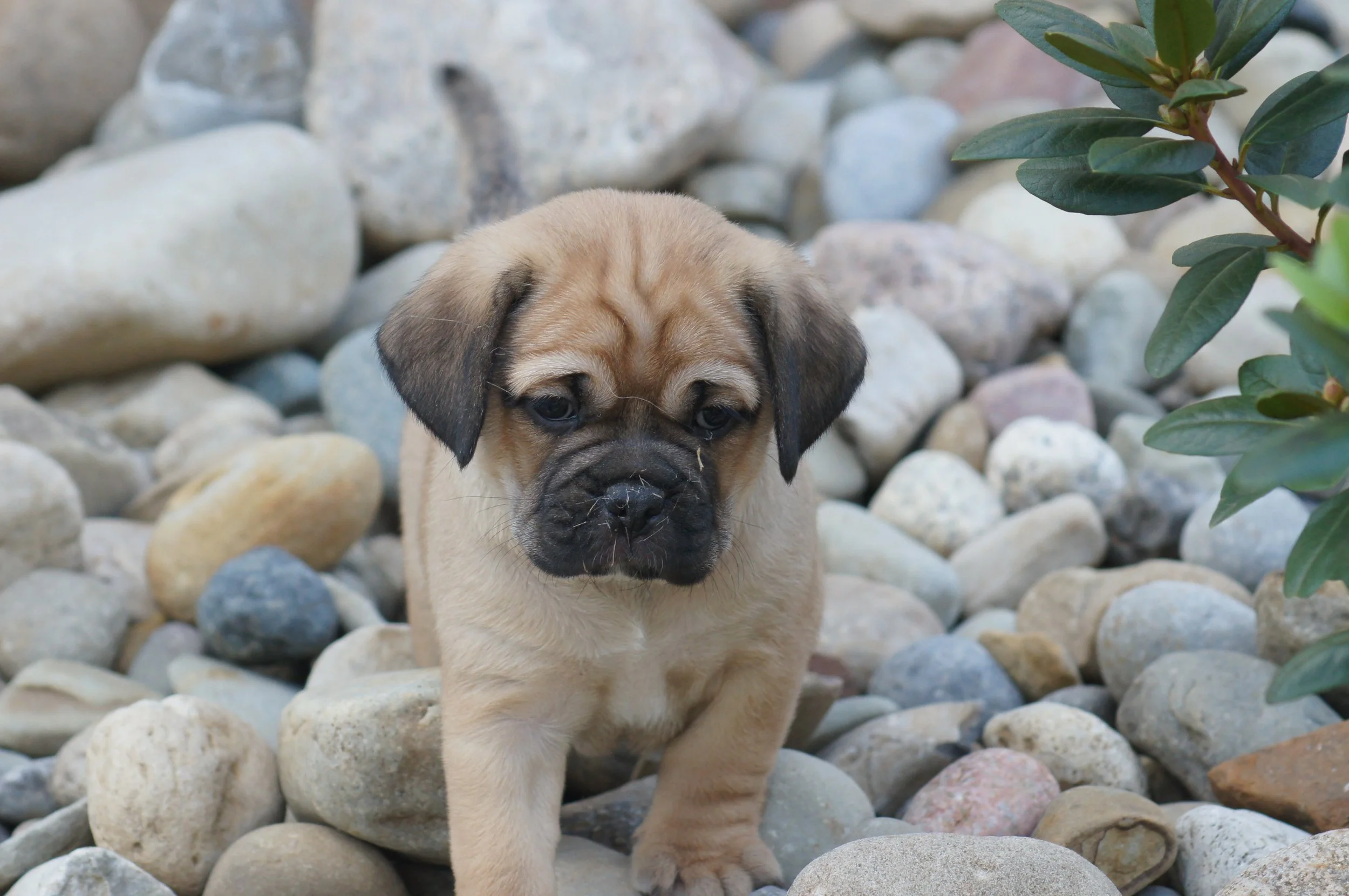 Archie1 — Cute Puggle