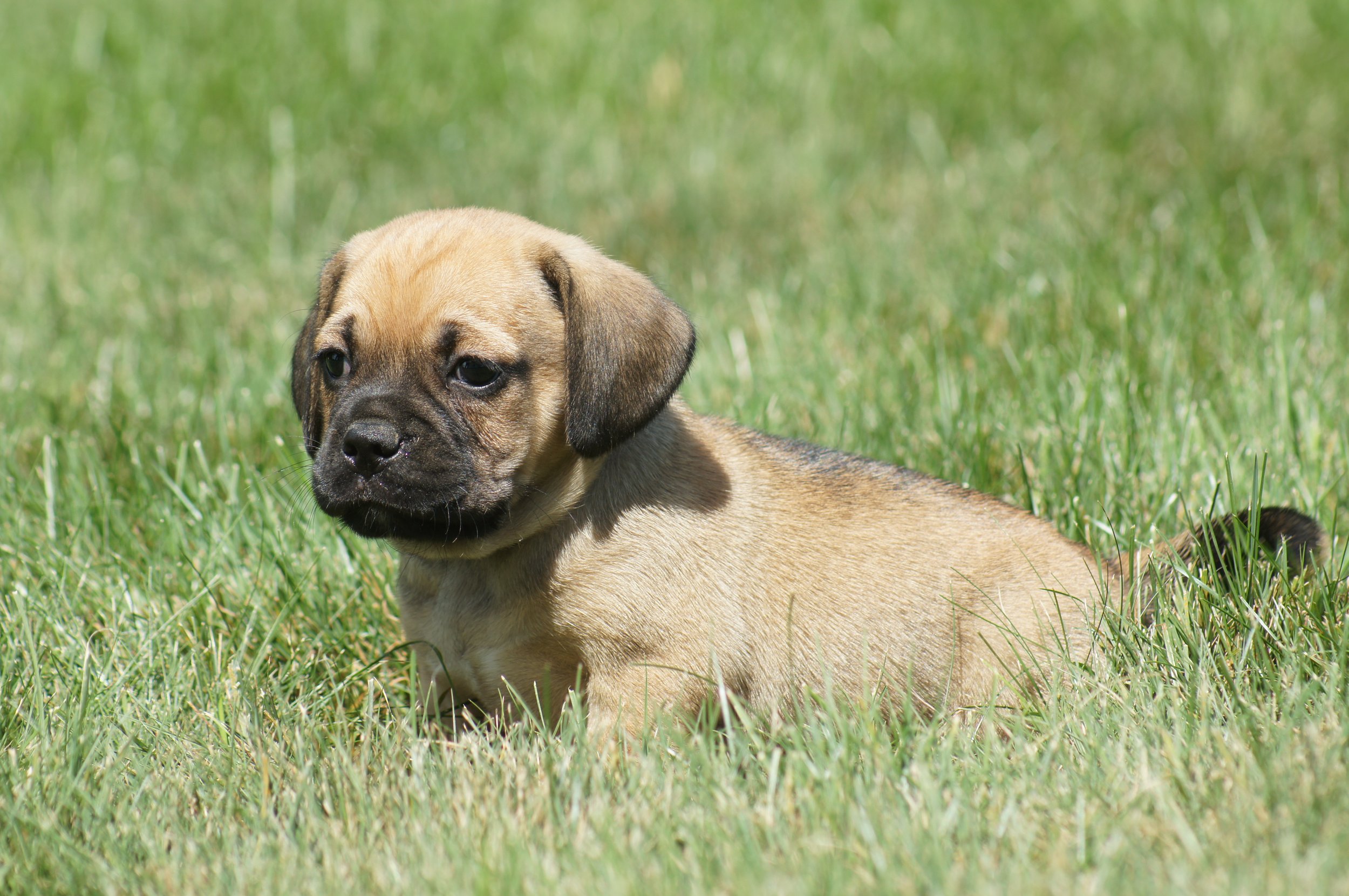 Randy1 — Cute Puggle