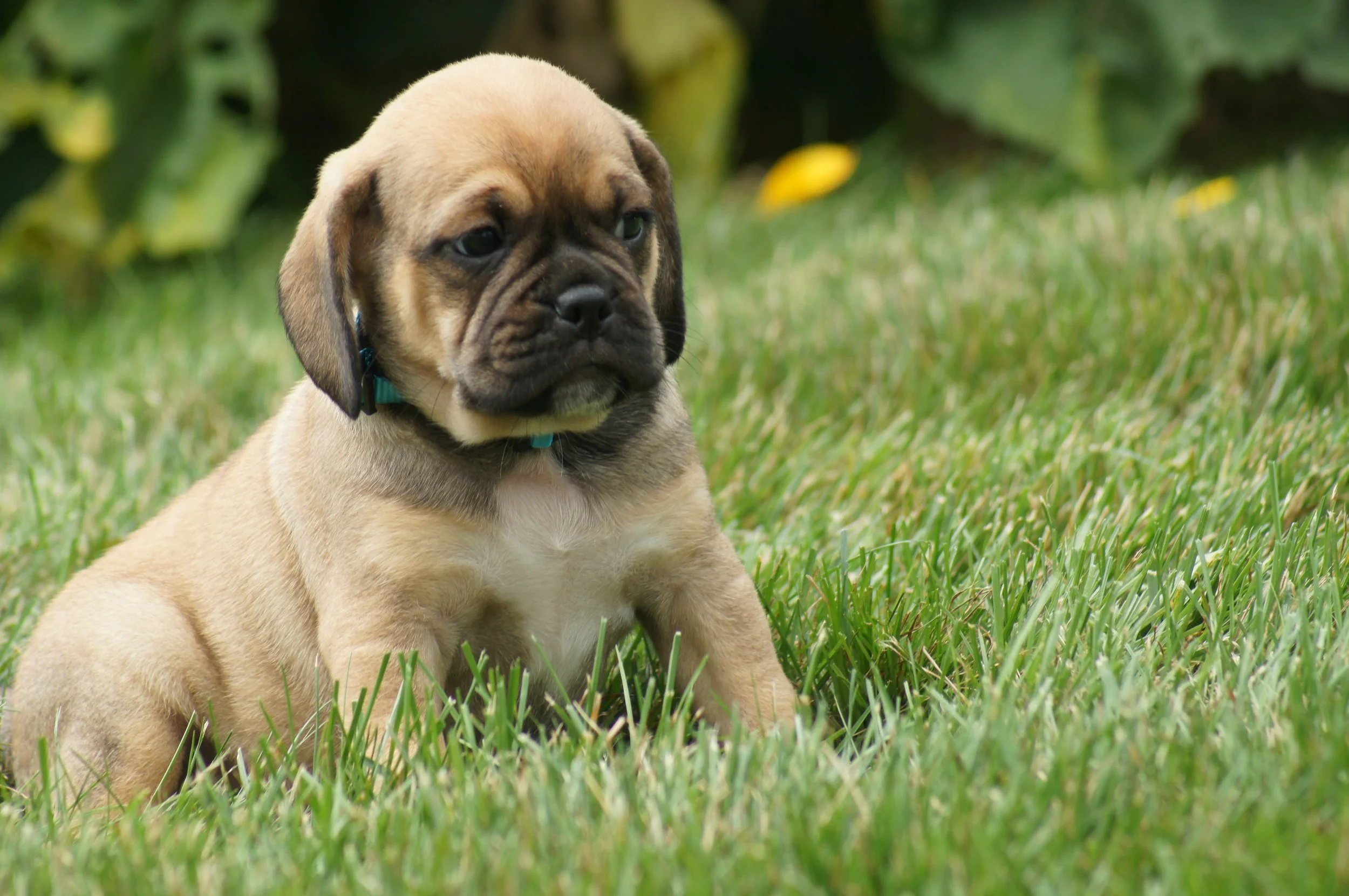 Buster1 — Cute Puggle